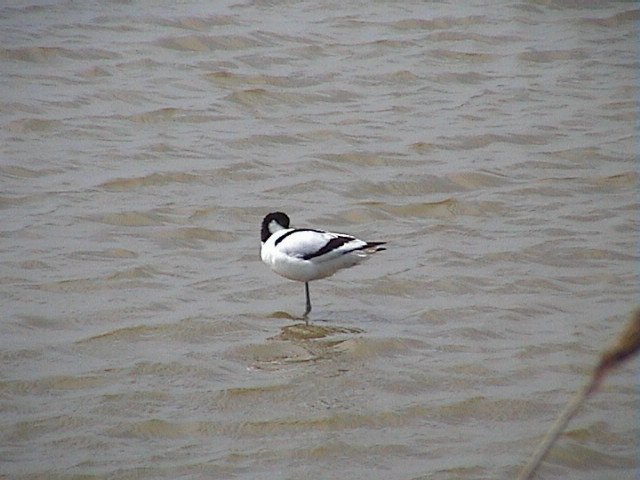 Avocet at Minsmere,  4th June, 2006